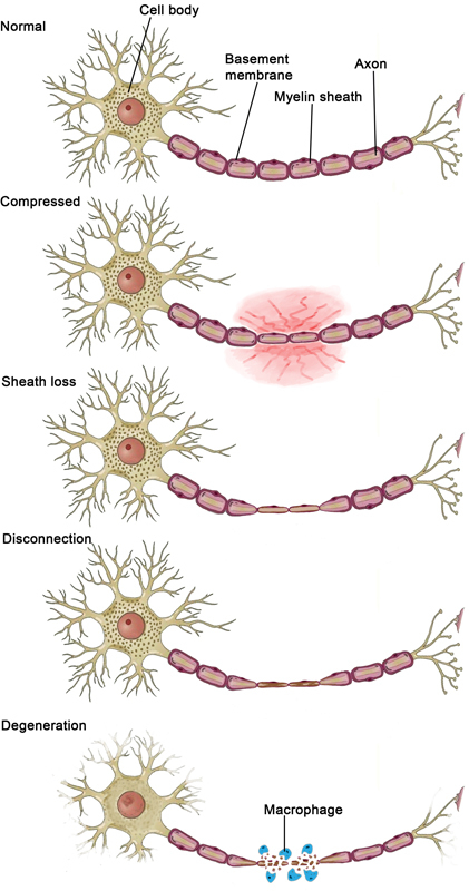 Useful Effects of Melatonin in Peripheral Nerve Injury and Development of the Nervous System.