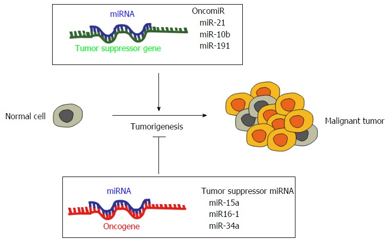 Role of microRNAs in translation regulation and cancer.