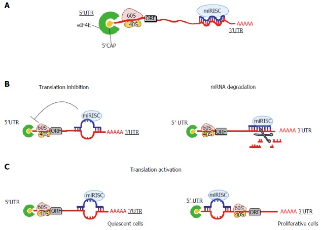 Role of microRNAs in translation regulation and cancer.