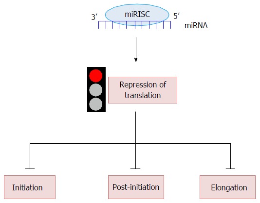 Role of microRNAs in translation regulation and cancer.