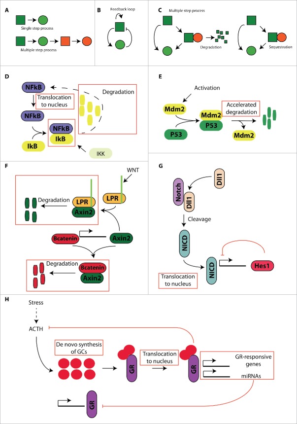 Transcription factor oscillations in neural stem cells: Implications for accurate control of gene expression.