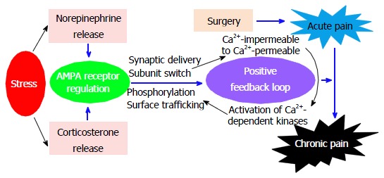 Role of α-amino-3-hydroxy-5-methyl-4-isoxazole-propionic acid receptor regulation in stress-induced pain chronification.