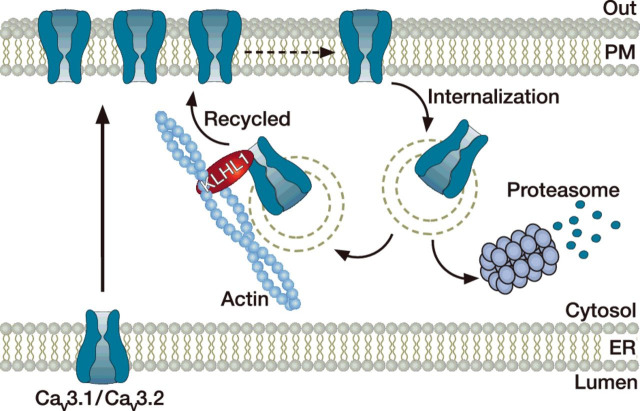 Trafficking of neuronal calcium channels.