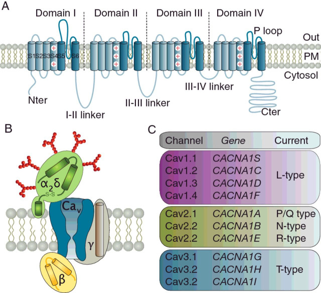 Trafficking of neuronal calcium channels.