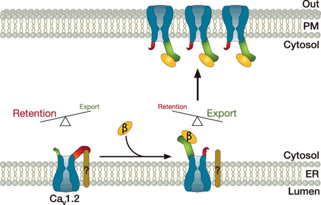 Trafficking of neuronal calcium channels.