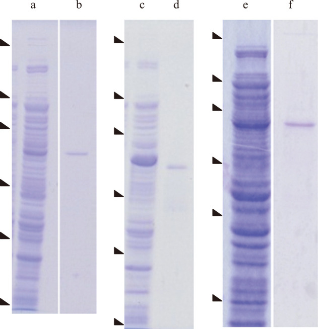 Characterization of Three Fungal Isomaltases Belonging to Glycoside Hydrolase Family 13 That Do not Show Transglycosylation Activity.