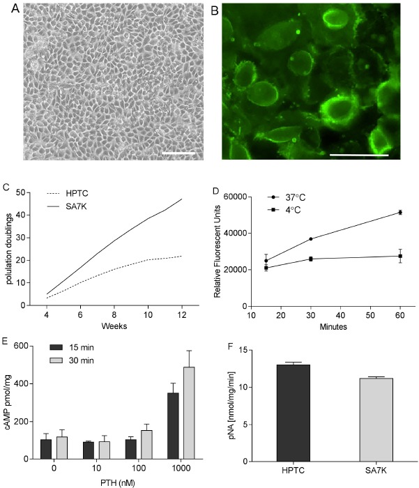 Development and Application of Human Renal Proximal Tubule Epithelial Cells for Assessment of Compound Toxicity.