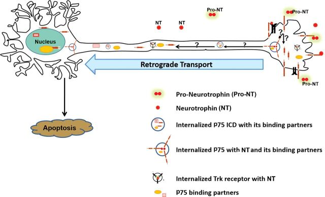 Retrograde apoptotic signaling by the p75 neurotrophin receptor.