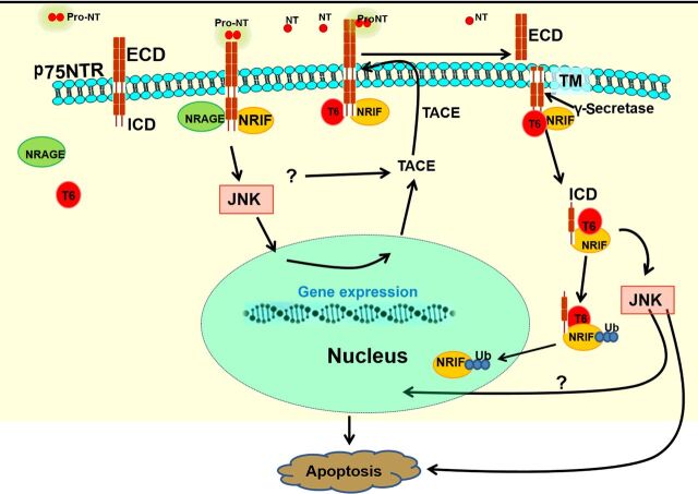 Retrograde apoptotic signaling by the p75 neurotrophin receptor.