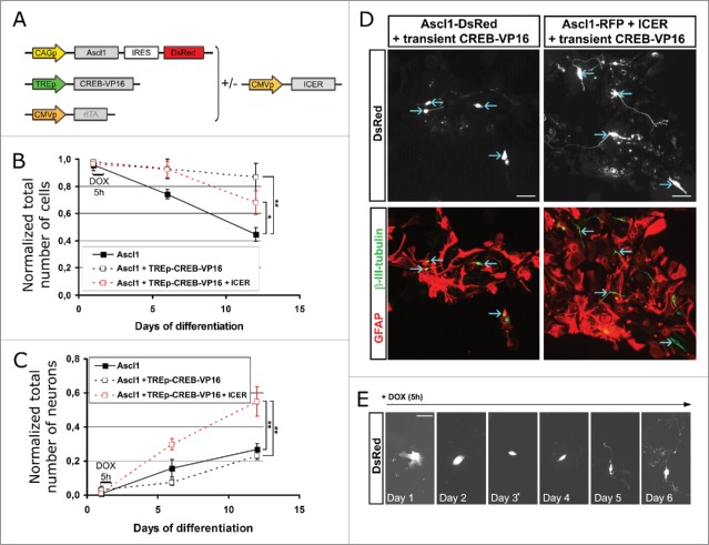 Transient CREB-mediated transcription is key in direct neuronal reprogramming.