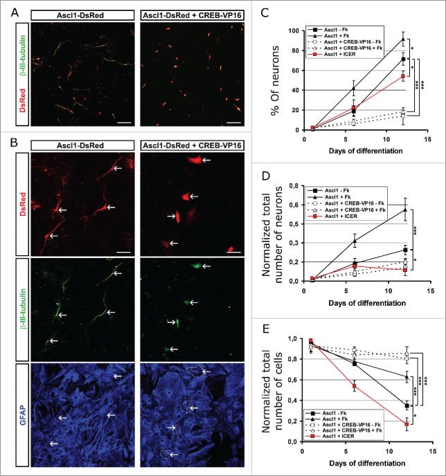 Transient CREB-mediated transcription is key in direct neuronal reprogramming.