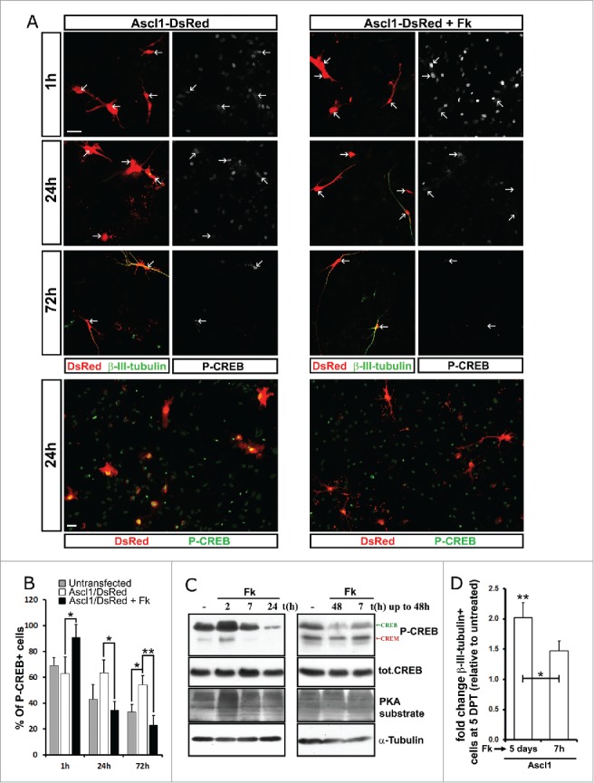 Transient CREB-mediated transcription is key in direct neuronal reprogramming.