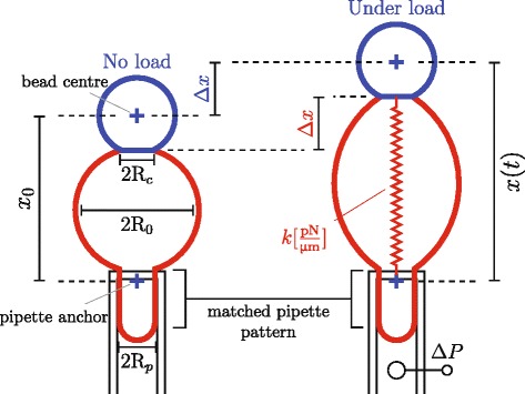 BFPTool: a software tool for analysis of Biomembrane Force Probe experiments.