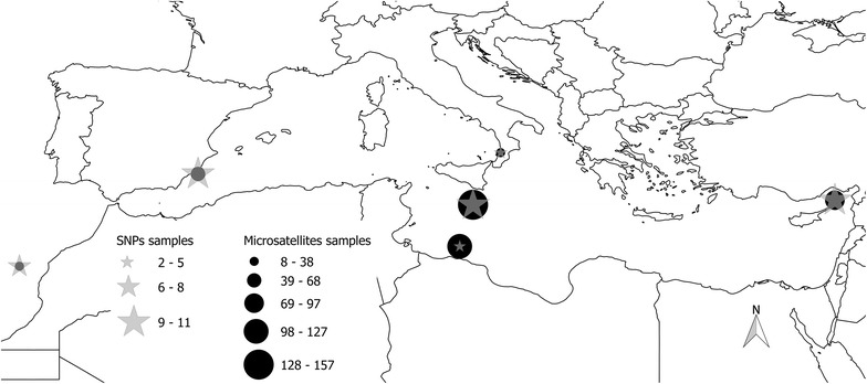 Genetic diversity of Atlantic Bluefin tuna in the Mediterranean Sea: insights from genome-wide SNPs and microsatellites.