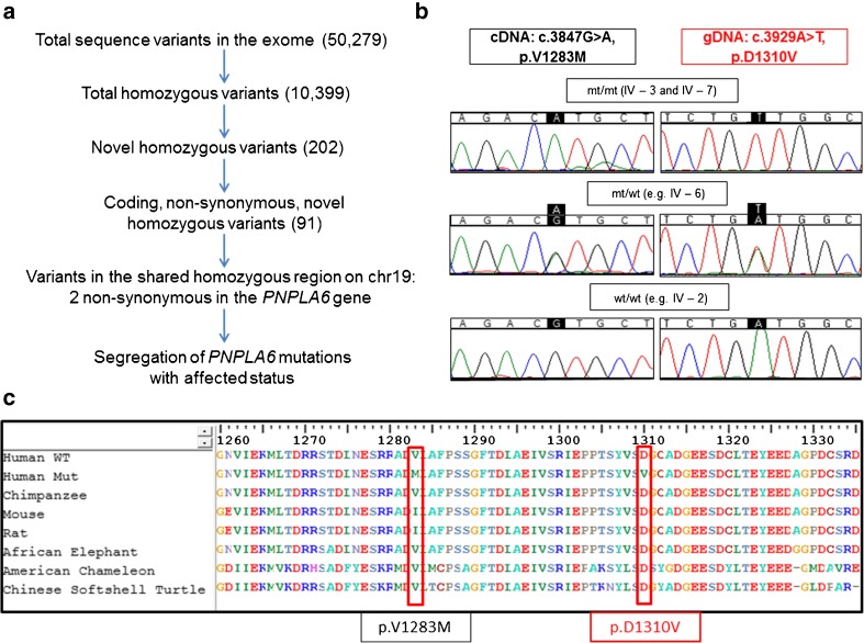 Pure Cerebellar Ataxia with Homozygous Mutations in the PNPLA6 Gene.