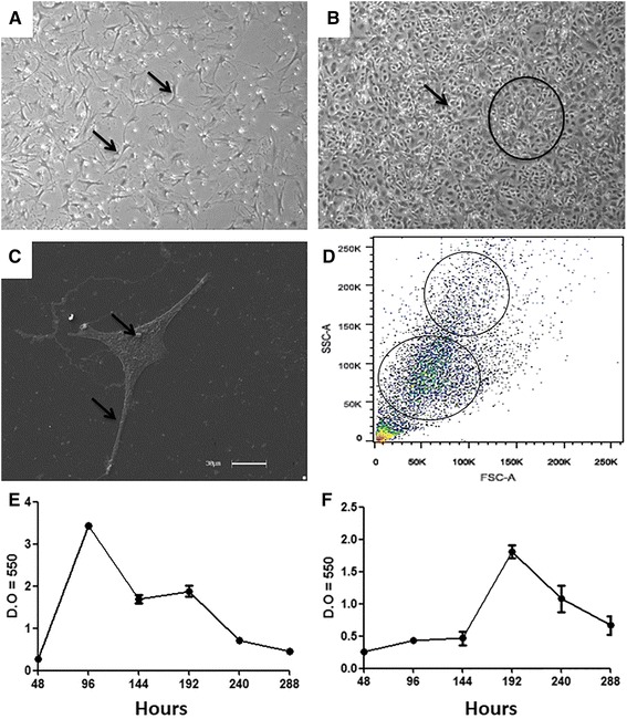 Phenotype and multipotency of rabbit (Oryctolagus cuniculus) amniotic stem cells.