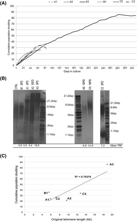 Variation in human dental pulp stem cell ageing profiles reflect contrasting proliferative and regenerative capabilities.