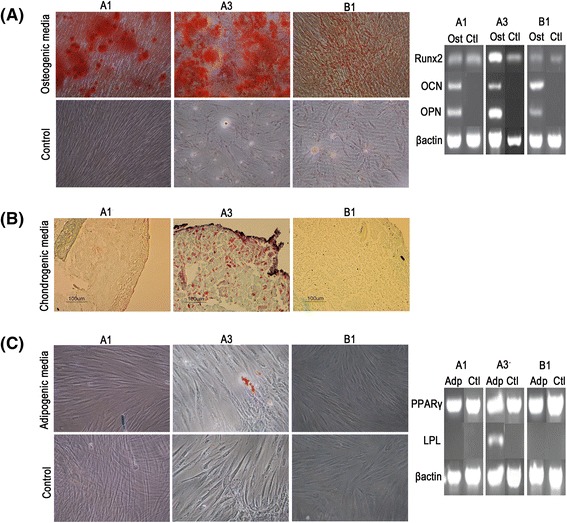 Variation in human dental pulp stem cell ageing profiles reflect contrasting proliferative and regenerative capabilities.