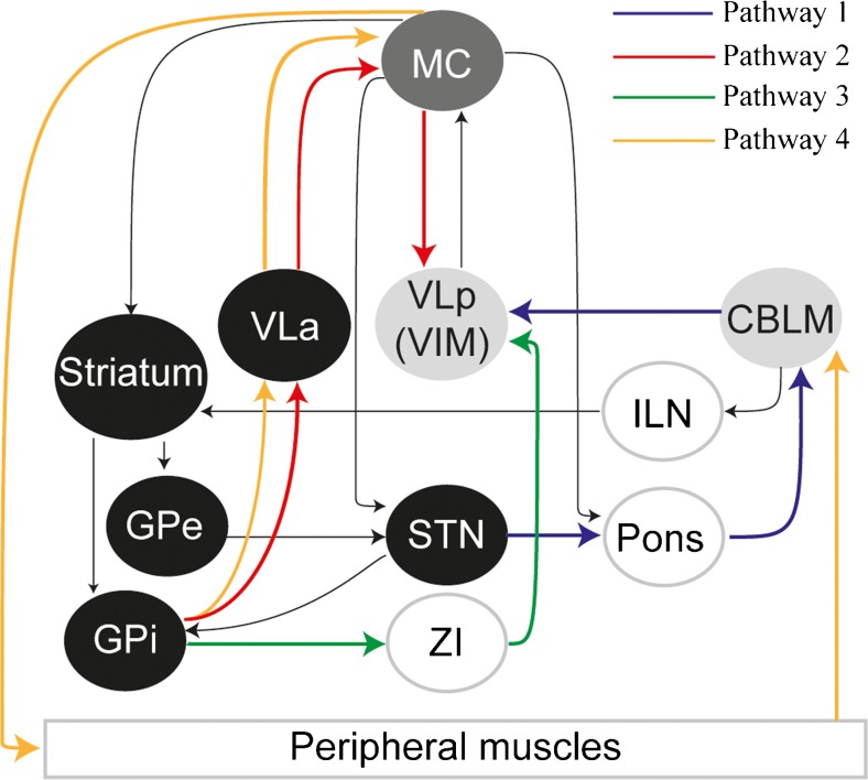Consensus Paper: Towards a Systems-Level View of Cerebellar Function: the Interplay Between Cerebellum, Basal Ganglia, and Cortex.
