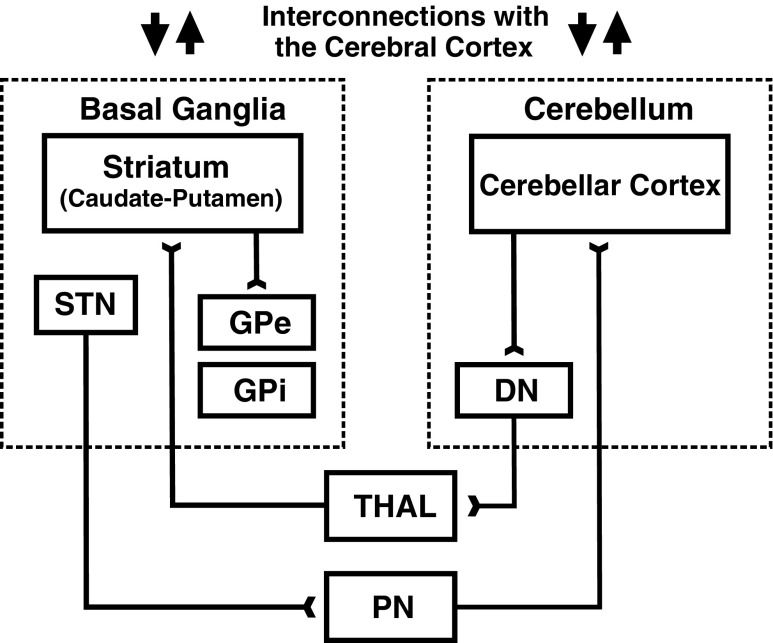 Consensus Paper: Towards a Systems-Level View of Cerebellar Function: the Interplay Between Cerebellum, Basal Ganglia, and Cortex.