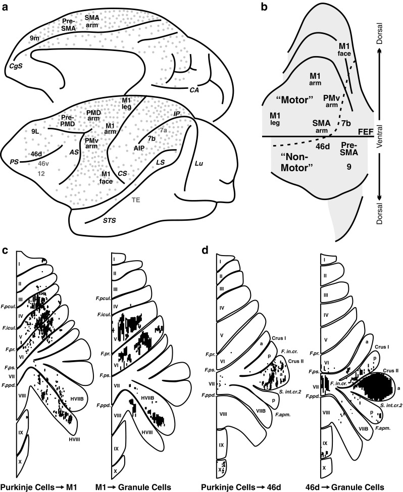 Consensus Paper: Towards a Systems-Level View of Cerebellar Function: the Interplay Between Cerebellum, Basal Ganglia, and Cortex.