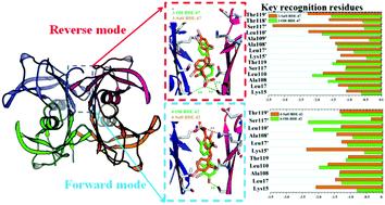 Understanding the microscopic binding mechanism of hydroxylated and sulfated polybrominated diphenyl ethers with transthyretin by molecular docking, molecular dynamics simulations and binding free energy calculations†
