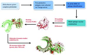 Designing an efficient multi-epitope oral vaccine against Helicobacter pylori using immunoinformatics and structural vaccinology approaches†