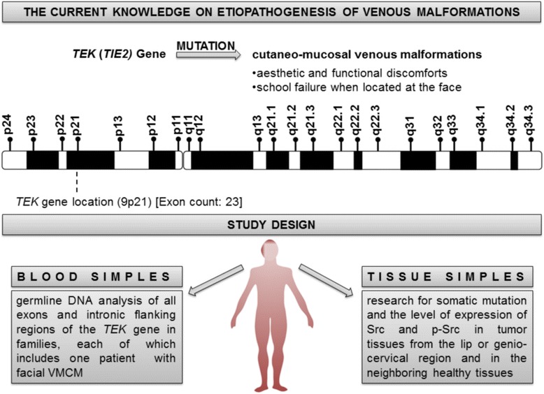 Facial cutaneo-mucosal venous malformations can develop independently of mutation of TEK gene ﻿but may be associated with excessive expression of Src and p-Src.