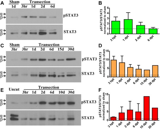 JAK-STAT pathway activation in response to spinal cord injury in regenerative and non-regenerative stages of <i>Xenopus laevis</i>.