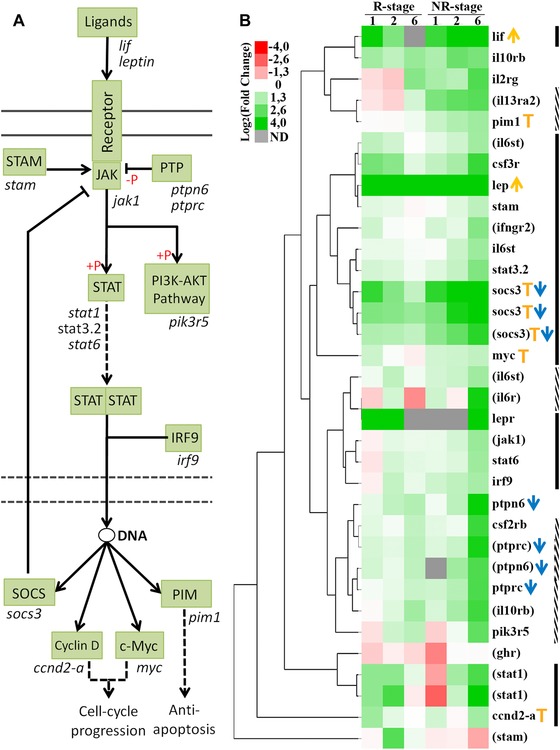 JAK-STAT pathway activation in response to spinal cord injury in regenerative and non-regenerative stages of <i>Xenopus laevis</i>.