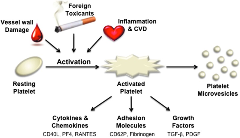 <i>In Vitro</i> and <i>Ex Vivo</i> Approaches to Evaluate Next-Generation Tobacco and Non-Tobacco Products on Human Blood Platelets.