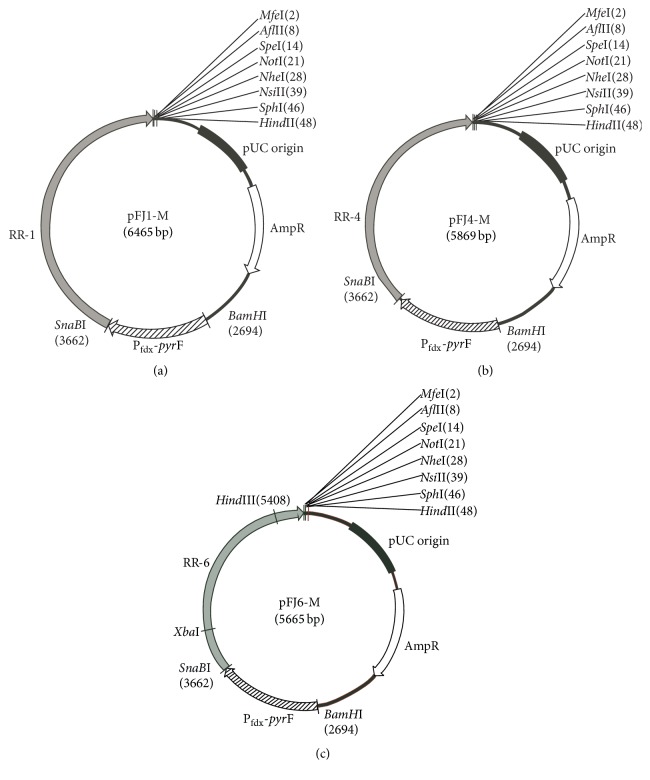 Construction of Expression Shuttle Vectors for the Haloarchaeon <i>Natrinema</i> sp. J7 Based on Its Chromosomal Origins of Replication.