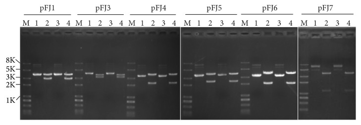 Construction of Expression Shuttle Vectors for the Haloarchaeon <i>Natrinema</i> sp. J7 Based on Its Chromosomal Origins of Replication.