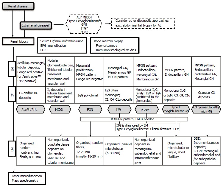 Monoclonal gammopathy of renal significance: Diagnostic workup.