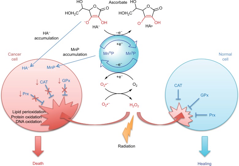 Update on hypoxia-inducible factors and hydroxylases in oxygen regulatory pathways: from physiology to therapeutics.