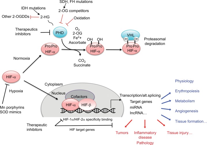 Update on hypoxia-inducible factors and hydroxylases in oxygen regulatory pathways: from physiology to therapeutics.