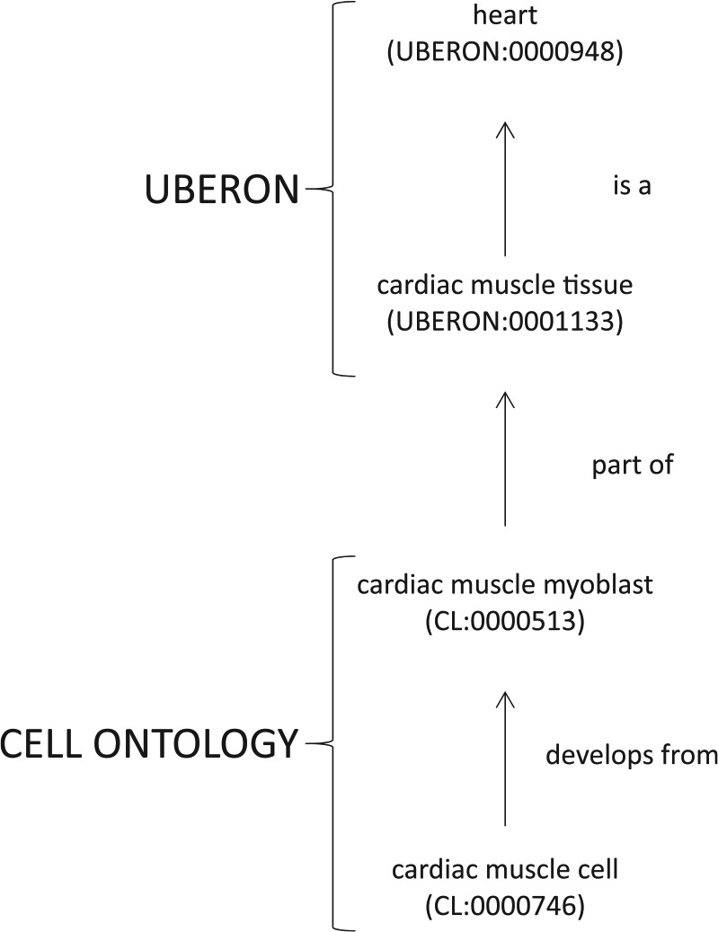 Use of Biomedical Ontologies for Integration of Biological Knowledge for Learning and Prediction of Adverse Drug Reactions.