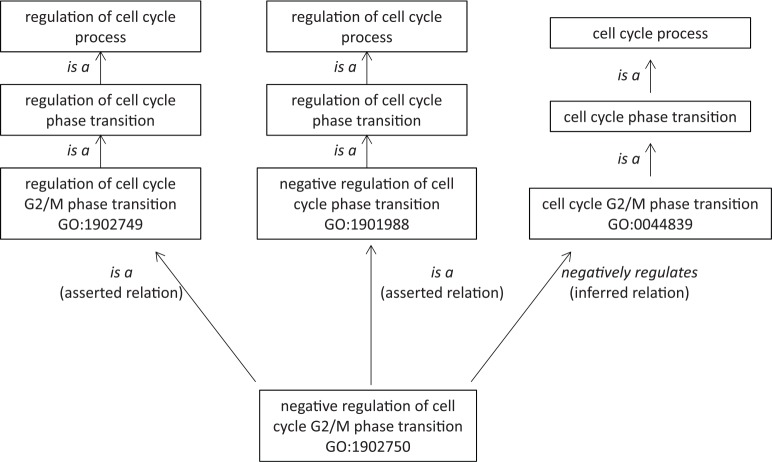 Use of Biomedical Ontologies for Integration of Biological Knowledge for Learning and Prediction of Adverse Drug Reactions.