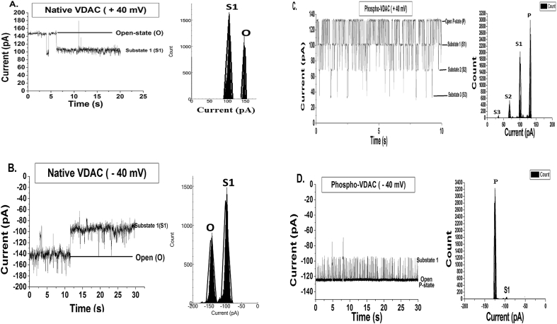 Phosphorylation of purified mitochondrial Voltage-Dependent Anion Channel by c-Jun N-terminal Kinase-3 modifies channel voltage-dependence