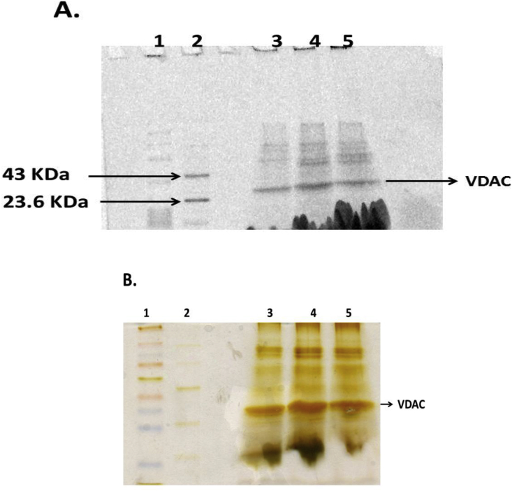 Phosphorylation of purified mitochondrial Voltage-Dependent Anion Channel by c-Jun N-terminal Kinase-3 modifies channel voltage-dependence