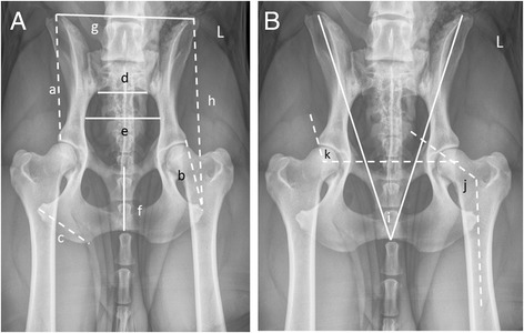 Genetic mapping of principal components of canine pelvic morphology.