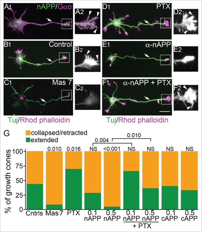 Amyloid Precursor Protein family as unconventional Go-coupled receptors and the control of neuronal motility.