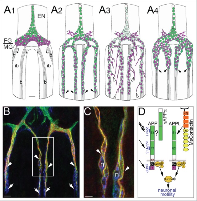 Amyloid Precursor Protein family as unconventional Go-coupled receptors and the control of neuronal motility.