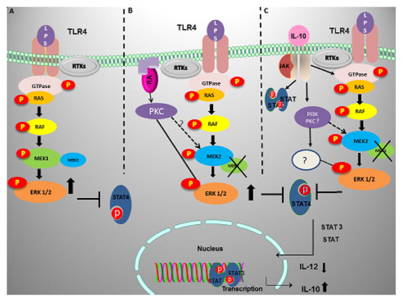 Role of MEK1 in TLR4 Mediated Signaling.