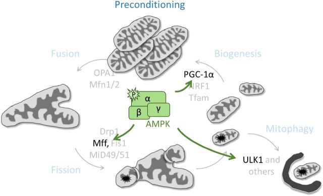 AMPK: keeping the (power)house in order?