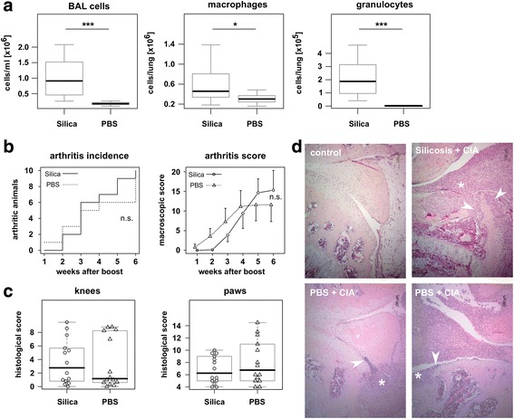 Experimental silicosis does not aggravate collagen-induced arthritis in mice.