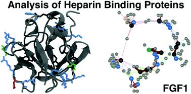 The nature of the conserved basic amino acid sequences found among 437 heparin binding proteins determined by network analysis†