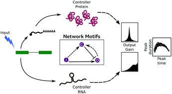 Systematic comparison of the response properties of protein and RNA mediated gene regulatory motifs†