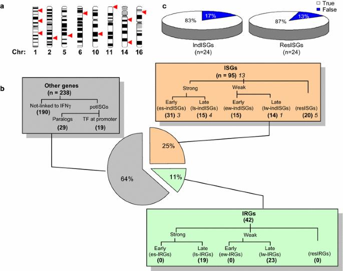 Properties of STAT1 and IRF1 enhancers and the influence of SNPs