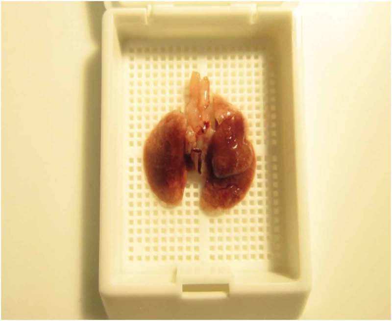 Guidelines for collection and processing of lungs from aged mice for histological studies.